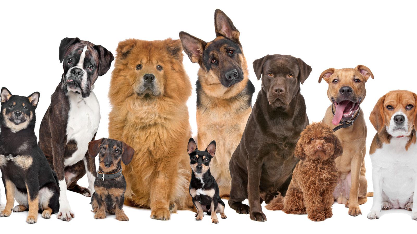 banner of Popular Breeds