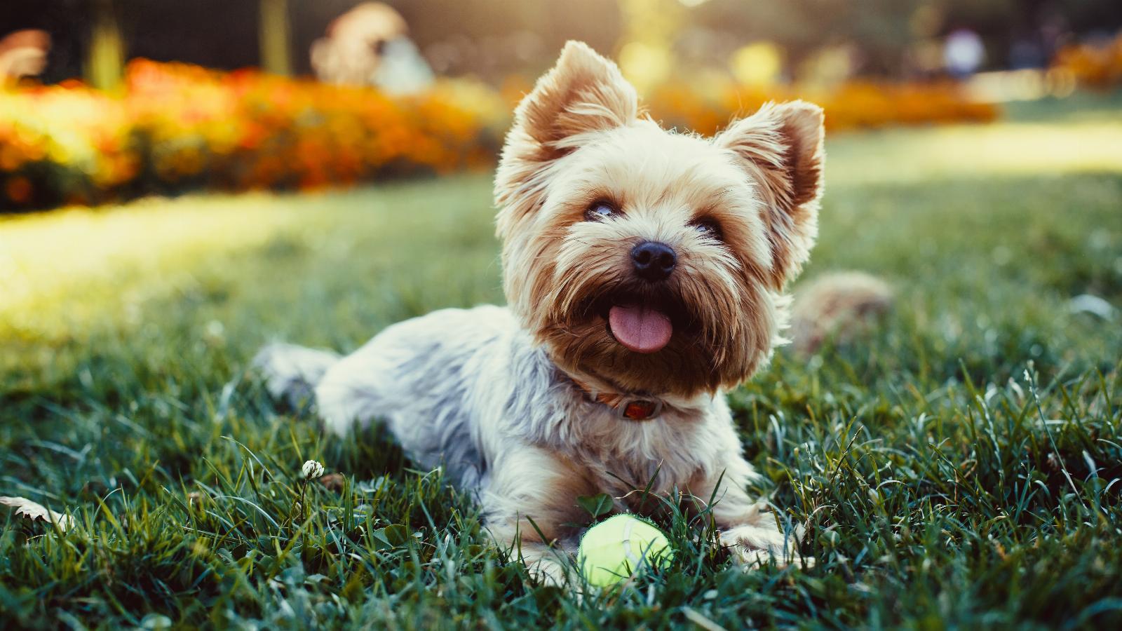 banner of Yorkshire Terriers