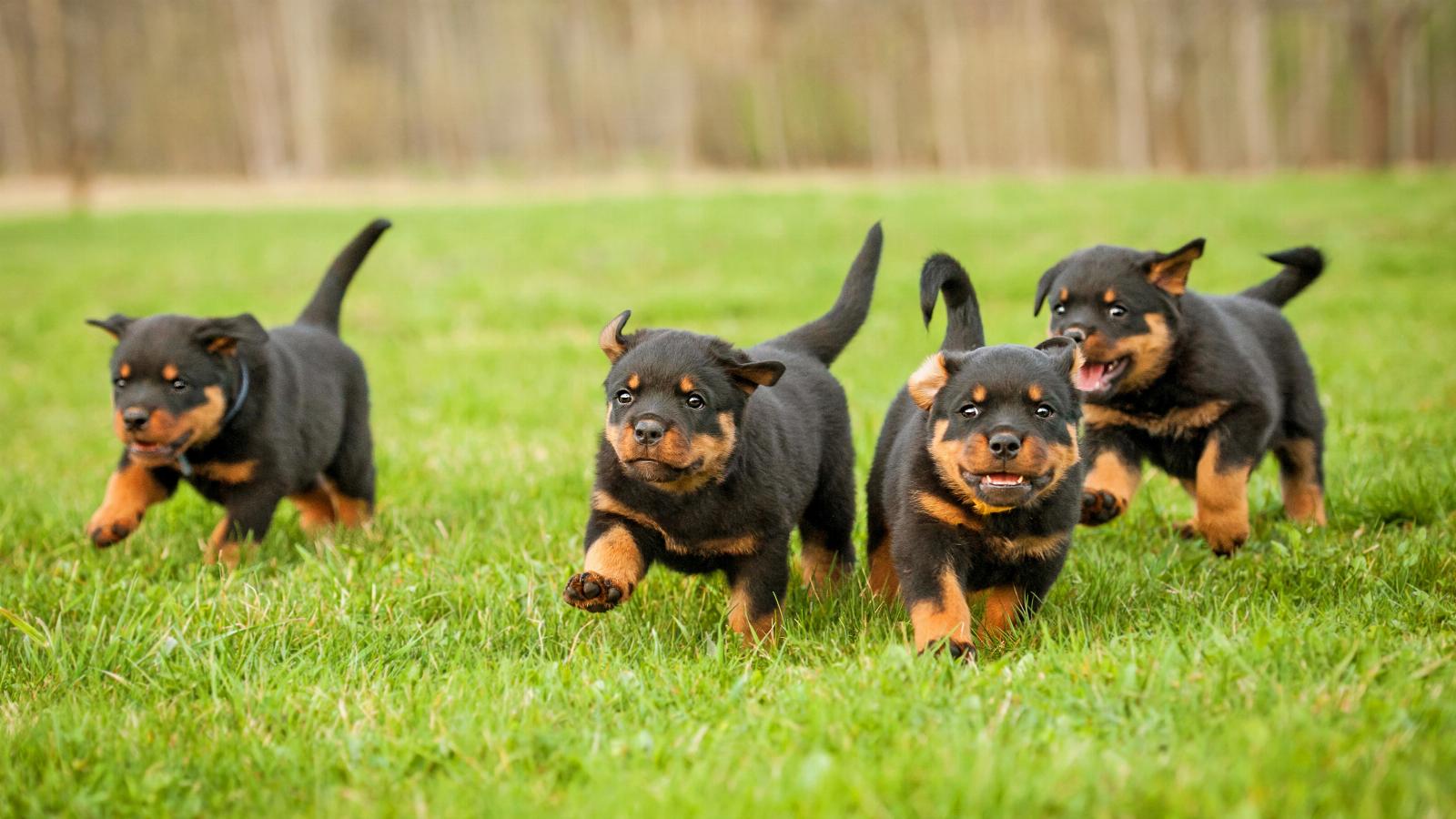 banner of Rottweilers