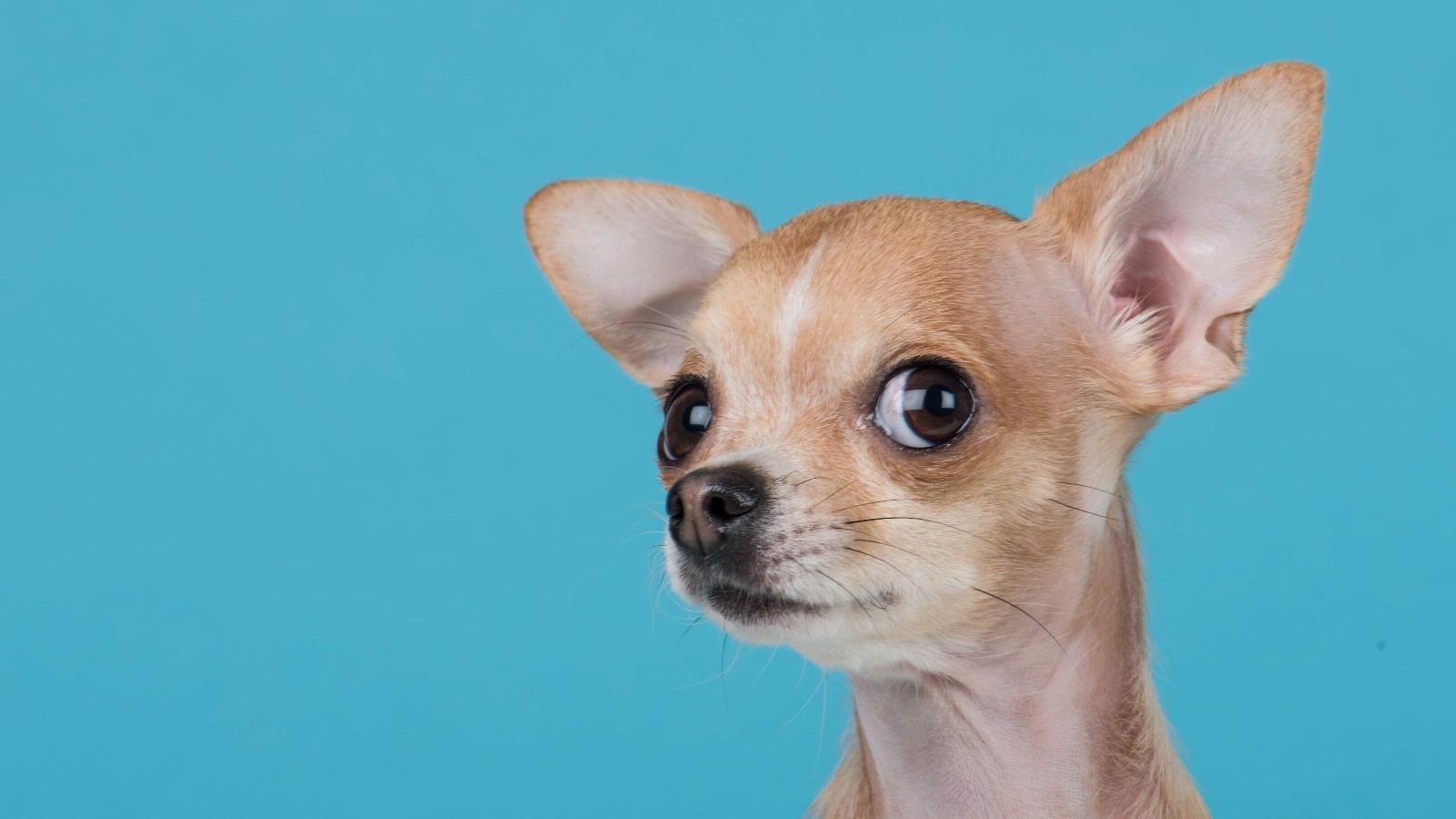 banner of Chihuahuas - What You Need to Know