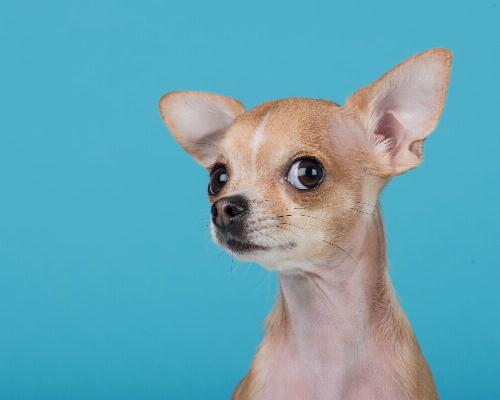 thumbnail of Chihuahuas - What You Need to Know