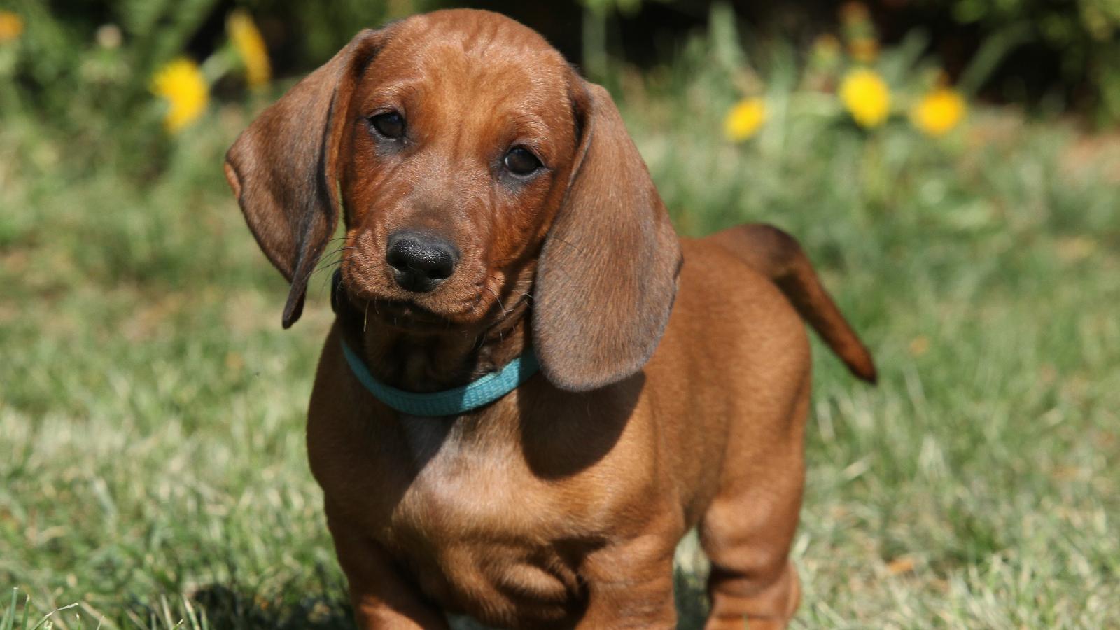 banner of Dachshunds