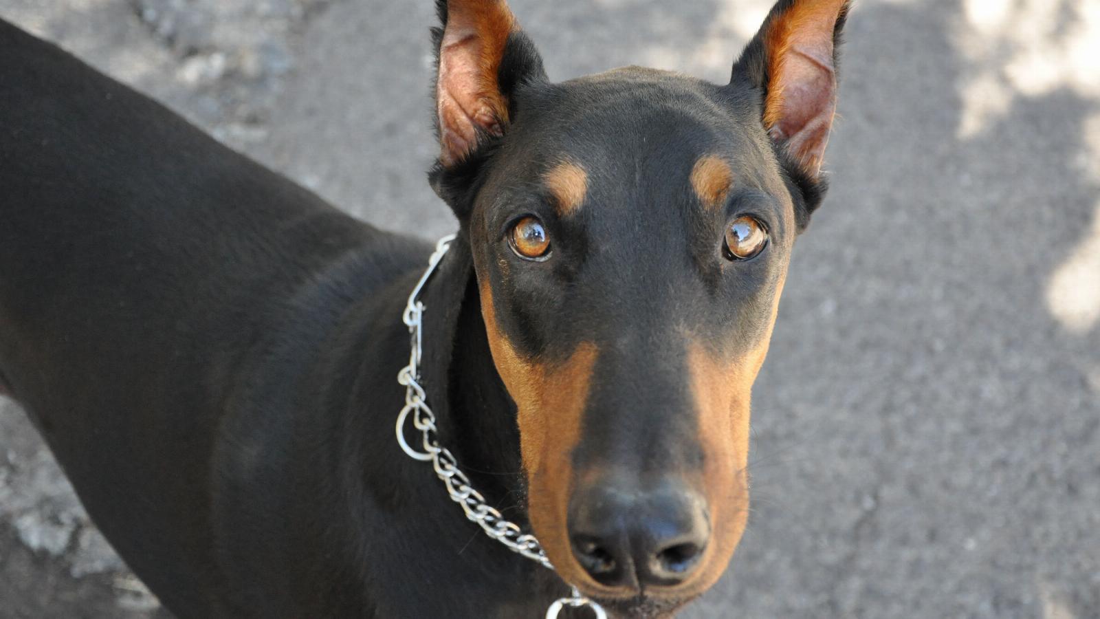 banner of Doberman