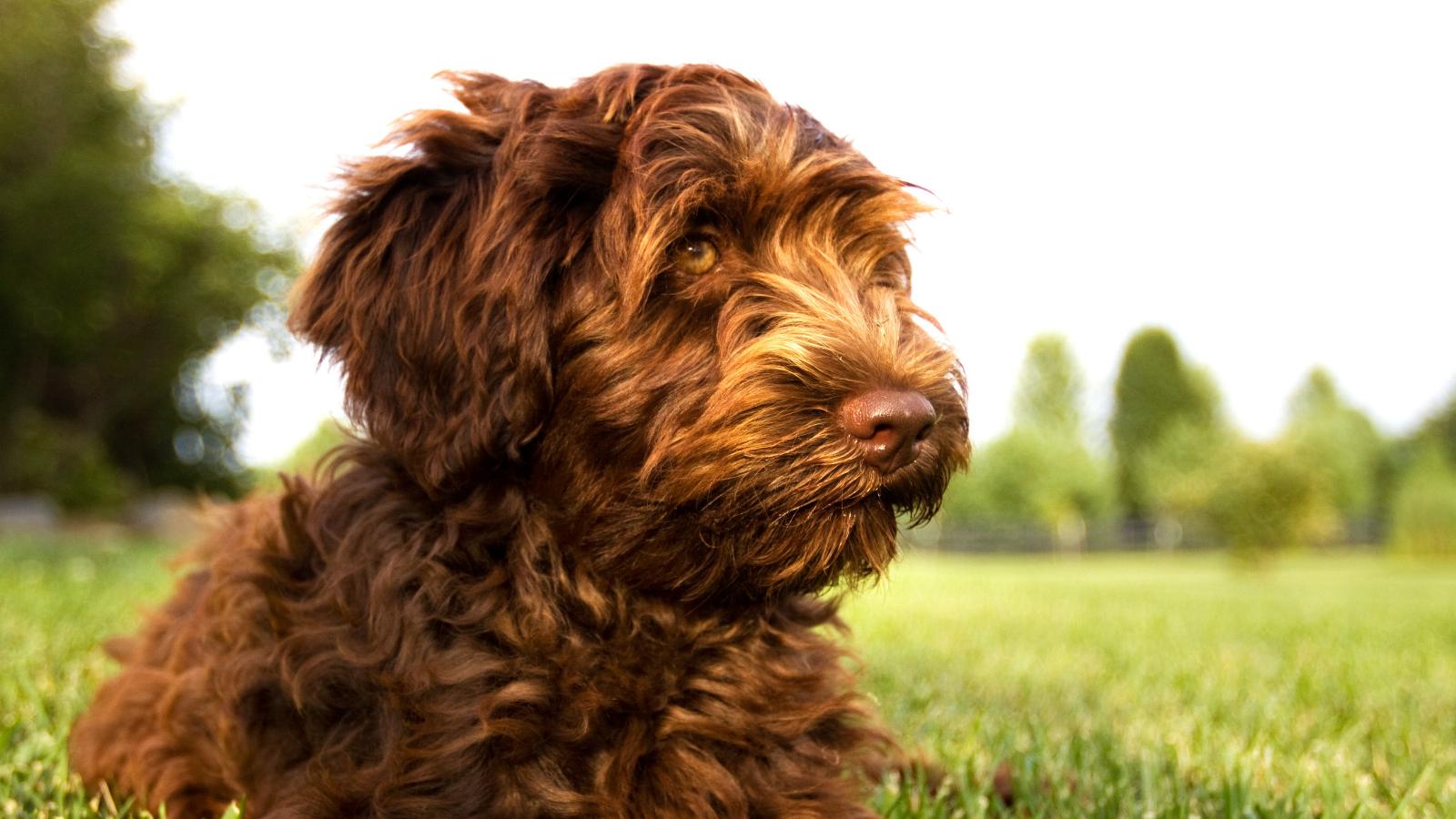 banner of Labradoodle