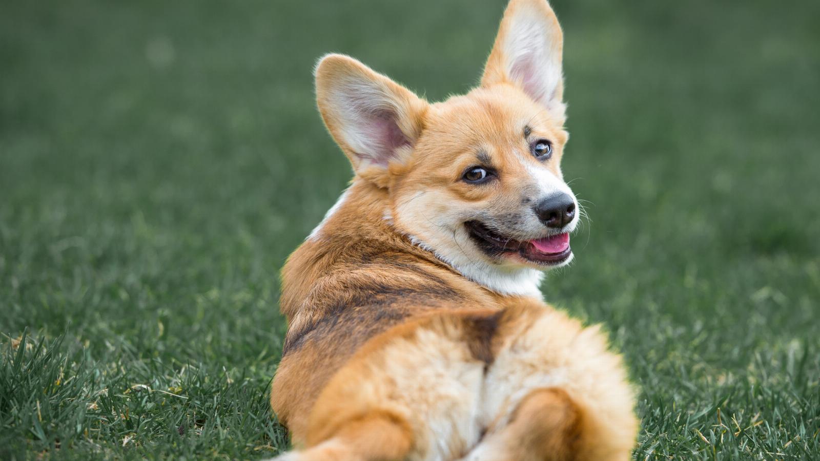 banner of Corgi