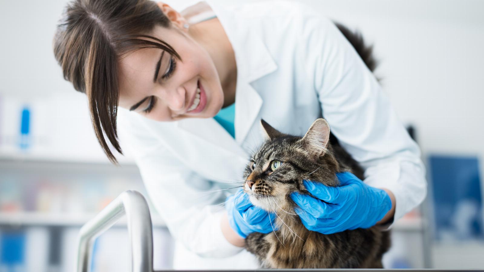 banner of Things to Consider when Considering Veterinary School