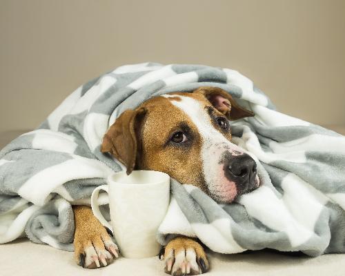 thumbnail of What is Kennel Cough? Is Your Dog Safe?