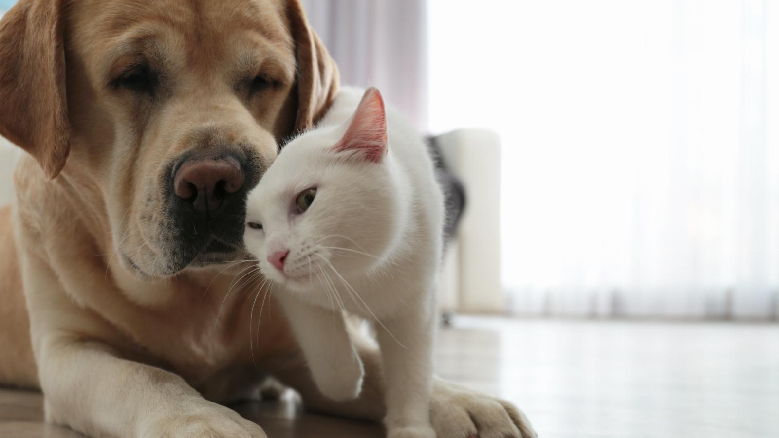 banner of These Popular Pet Names Might Be Perfect For Your Next Furry Friend