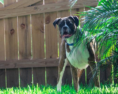 thumbnail of A Pet Friendly Backyard Can Still be Great for Entertaining