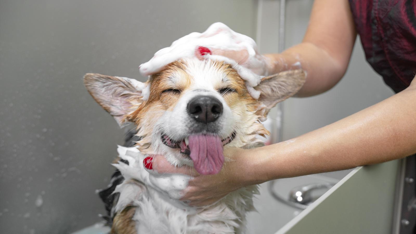 banner of Keep Your Dog Clean Using One of These Great Dog Shampoos (scoff)
