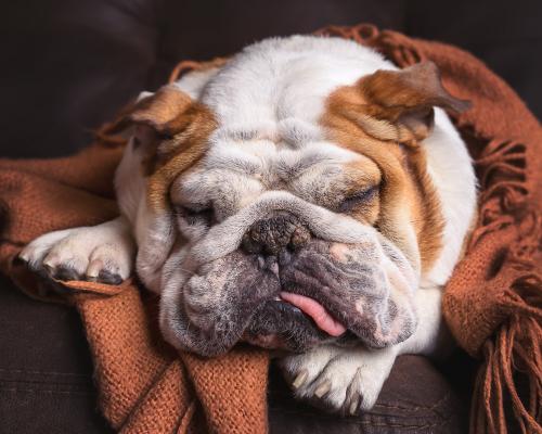 thumbnail of Canine Influenza Can Trouble Dogs to Varying Degrees 